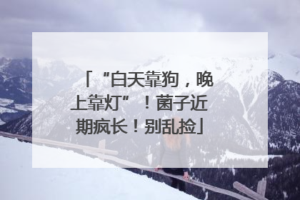 “白天靠狗，晚上靠灯”！菌子近期疯长！别乱捡