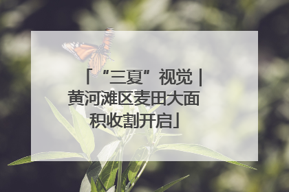 “三夏”视觉｜黄河滩区麦田大面积收割开启