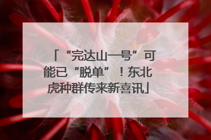 “完达山一号”可能已“脱单”！东北虎种群传来新喜讯