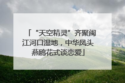 “天空精灵”齐聚闽江河口湿地，中华凤头燕鸥花式谈恋爱