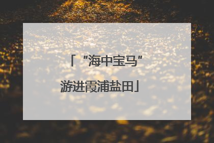 “海中宝马”游进霞浦盐田