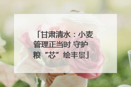 甘肃清水：小麦管理正当时 守护粮“芯”绘丰景