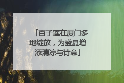 百子莲在厦门多地绽放，为盛夏增添清凉与诗意