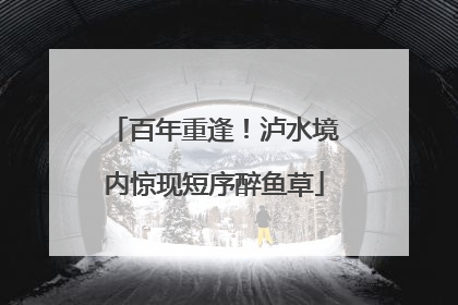 百年重逢！泸水境内惊现短序醉鱼草