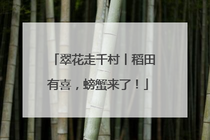 翠花走千村丨稻田有喜，螃蟹来了！
