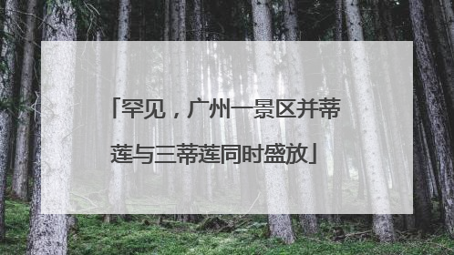 罕见，广州一景区并蒂莲与三蒂莲同时盛放