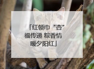 红领巾“杏”福传递 粽香情暖夕阳红
