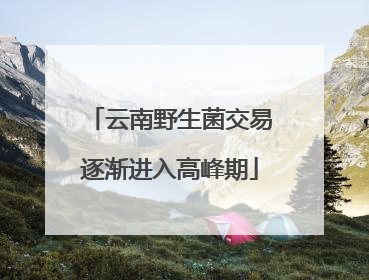 云南野生菌交易逐渐进入高峰期