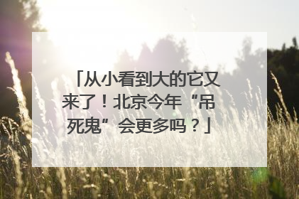 从小看到大的它又来了！北京今年“吊死鬼”会更多吗？