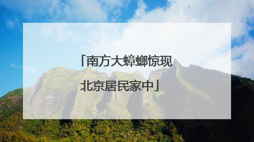 南方大蟑螂惊现北京居民家中