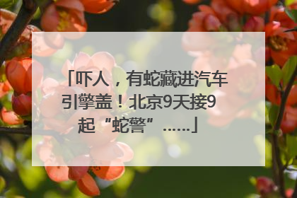 吓人，有蛇藏进汽车引擎盖！北京9天接9起“蛇警”……