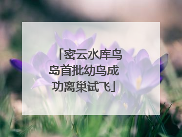 密云水库鸟岛首批幼鸟成功离巢试飞