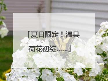 夏日限定！温县荷花初绽……