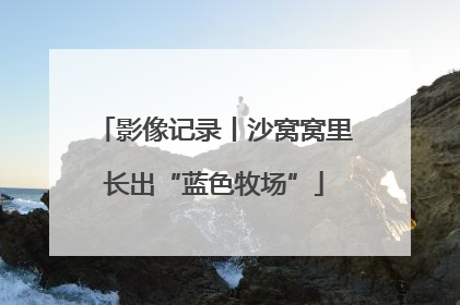 影像记录丨沙窝窝里长出“蓝色牧场”