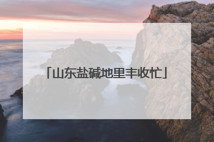 山东盐碱地里丰收忙