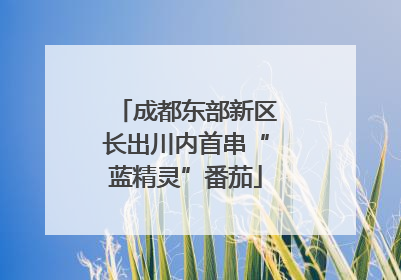 成都东部新区长出川内首串“蓝精灵”番茄