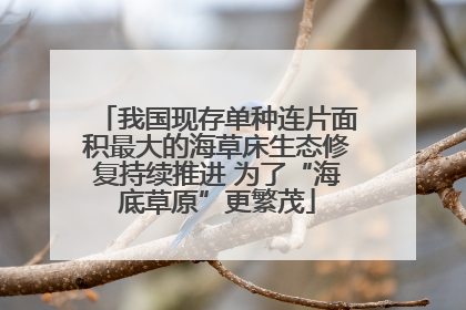 我国现存单种连片面积最大的海草床生态修复持续推进 为了“海底草原”更繁茂