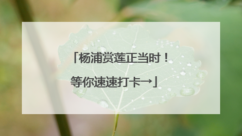 杨浦赏莲正当时！等你速速打卡→