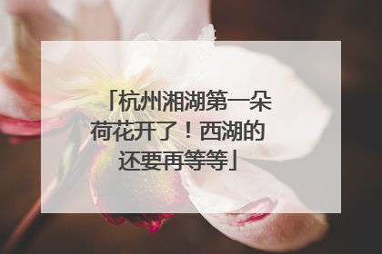 杭州湘湖第一朵荷花开了！西湖的还要再等等