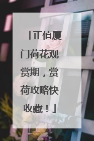 正值厦门荷花观赏期，赏荷攻略快收藏！