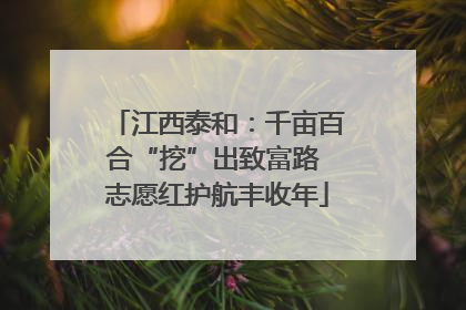江西泰和：千亩百合“挖”出致富路 志愿红护航丰收年