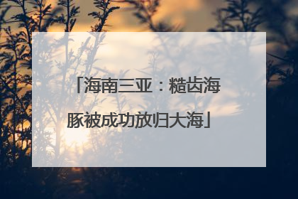 海南三亚：糙齿海豚被成功放归大海