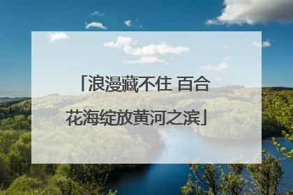 浪漫藏不住 百合花海绽放黄河之滨