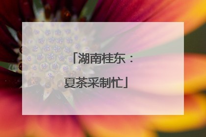 湖南桂东：夏茶采制忙