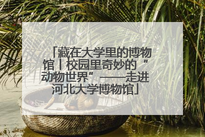 藏在大学里的博物馆丨校园里奇妙的“动物世界”——走进河北大学博物馆