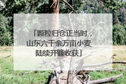 颗粒归仓正当时，山东六千余万亩小麦陆续开镰收获