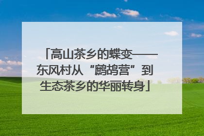 高山茶乡的蝶变——东风村从“鹧鸪营”到生态茶乡的华丽转身