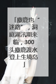 麋鹿也“迷路”，洞庭湖汛期来临，300头麋鹿渡水登上生境岛
